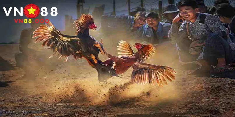 Thông tin về sảnh cược đá gà tre