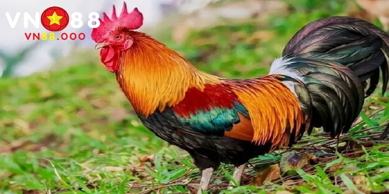 Tổng quan về các màu mạng gà